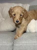 Chloe, a female Goldendoodle for sale in Gainesville, FL – 5 of 7