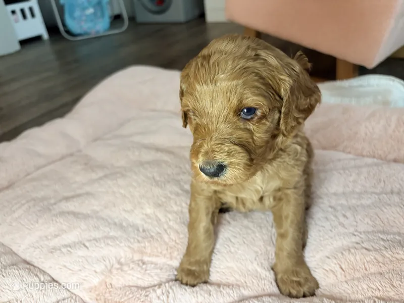 Honey – Goldendoodle puppy for sale in Trenton, FL