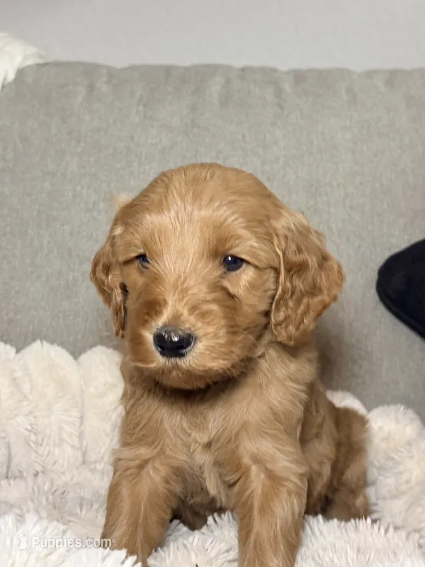Teddy – Goldendoodle puppy for sale in Trenton, FL
