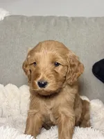Teddy, a male Goldendoodle for sale in Gainesville, FL – 2 of 10