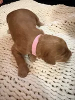 Light Pink, a female Goldendoodle for sale in Trenton, FL – 1 of 5