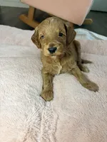 Toby, a male Goldendoodle for sale in Gainesville, FL – 5 of 6
