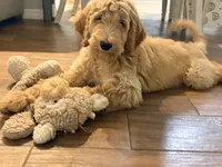 Murphy, a male Goldendoodle for sale in Gainesville, FL – 4 of 4
