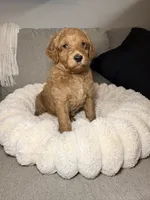 Honey, a female Goldendoodle for sale in Gainesville, FL – 6 of 6