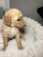 Penny, a female Goldendoodle for sale in Gainesville, FL – 8 of 10