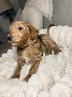 Winton, a male Goldendoodle for sale in Gainesville, FL – 4 of 9