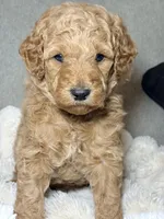 Millie, a female Goldendoodle for sale in Gainesville, FL – 7 of 9