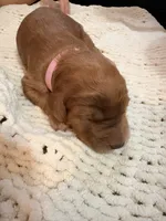 Light Pink, a female Goldendoodle for sale in Trenton, FL – 3 of 5