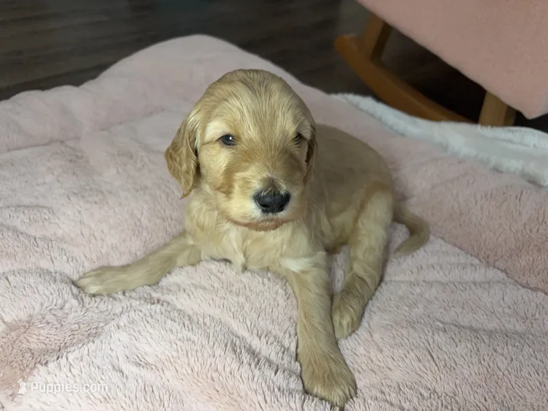 Murphy – Goldendoodle puppy for sale in Trenton, FL