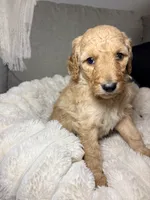 Penny, a female Goldendoodle for sale in Gainesville, FL – 7 of 10