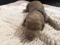 Dark blue, a male Goldendoodle for sale in Trenton, FL – 2 of 5