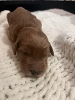 Brown, a male Goldendoodle for sale in Trenton, FL – 3 of 6