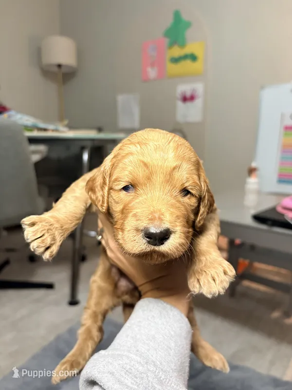 Honey – Goldendoodle puppy for sale in Trenton, FL
