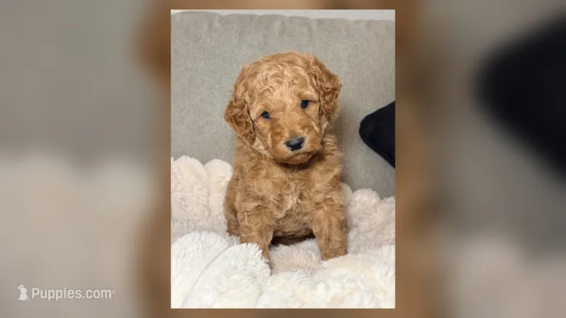 Millie – Goldendoodle puppy for sale in Gainesville, FL