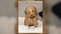 Millie, a female Goldendoodle for sale in Gainesville, FL – 1 of 9