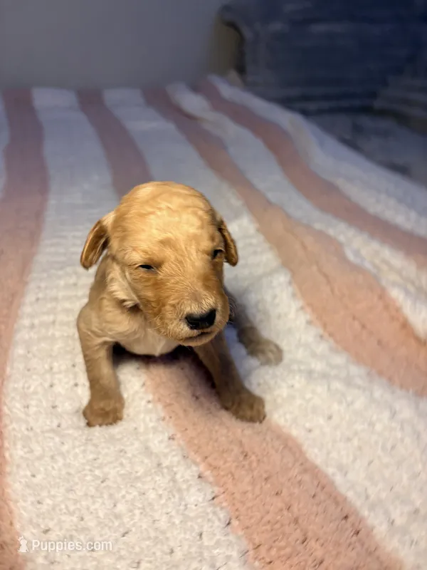 Penny – Goldendoodle puppy for sale in Trenton, FL