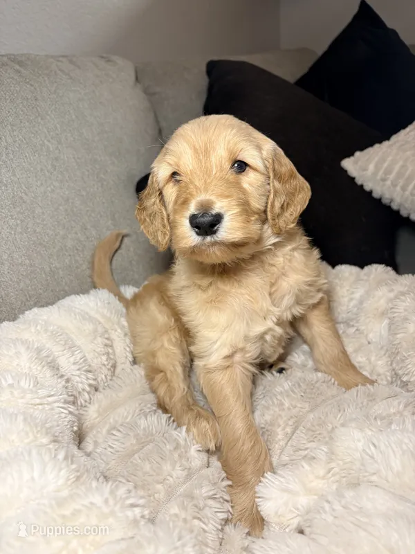 Murphy – Goldendoodle puppy for sale in Trenton, FL