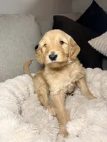 Murphy, a male Goldendoodle for sale in Gainesville, FL – 2 of 10