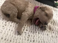 Penny, a female Goldendoodle for sale in Trenton, FL – 2 of 3