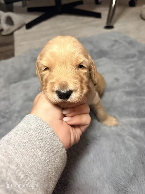 Murphy – Goldendoodle puppy for sale in Trenton, FL