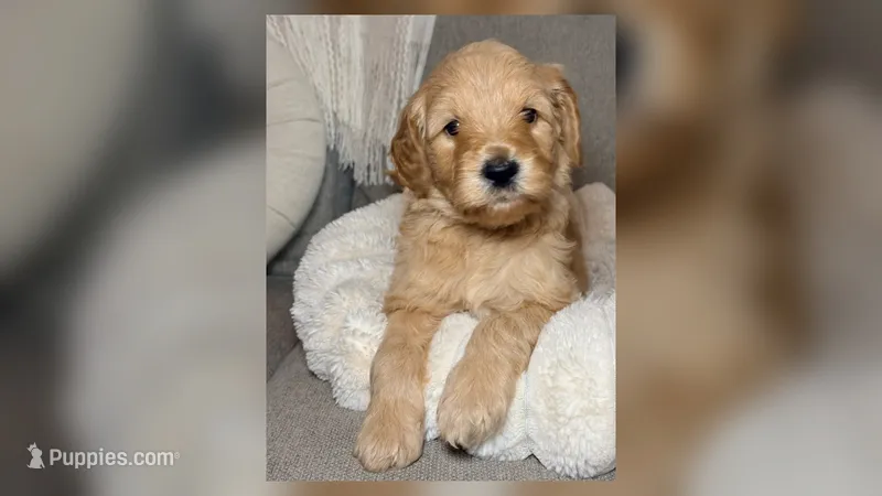 Ollie – Goldendoodle puppy for sale in Gainesville, FL