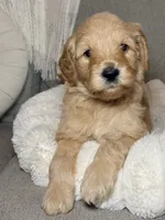Ollie, a male Goldendoodle for sale in Gainesville, FL – 3 of 5