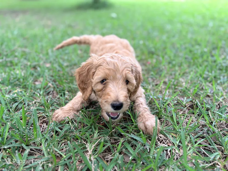 Chloe – Goldendoodle puppy for sale in Gainesville, FL