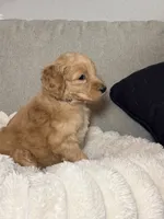 Chloe, a female Goldendoodle for sale in Gainesville, FL – 6 of 7