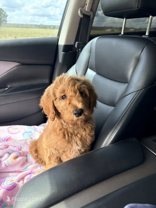 Honey – Goldendoodle puppy for sale in Gainesville, FL