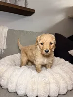 Penny, a female Goldendoodle for sale in Gainesville, FL – 9 of 10