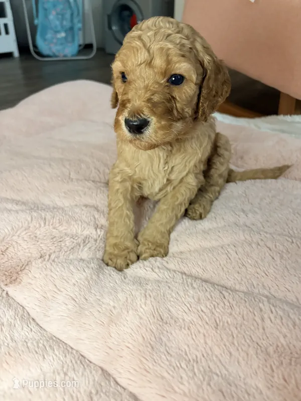 Moose – Goldendoodle puppy on hold in Trenton, FL