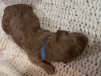 Light blue, a male Goldendoodle for sale in Trenton, FL – 3 of 3