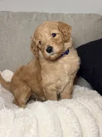 Chloe, a female Goldendoodle for sale in Gainesville, FL – 4 of 7
