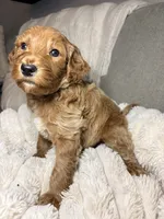 Teddy, a male Goldendoodle for sale in Gainesville, FL – 10 of 10