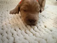 Orange , a male Goldendoodle for sale in Trenton, FL – 3 of 4