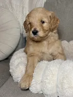 Ollie, a male Goldendoodle for sale in Gainesville, FL – 4 of 5
