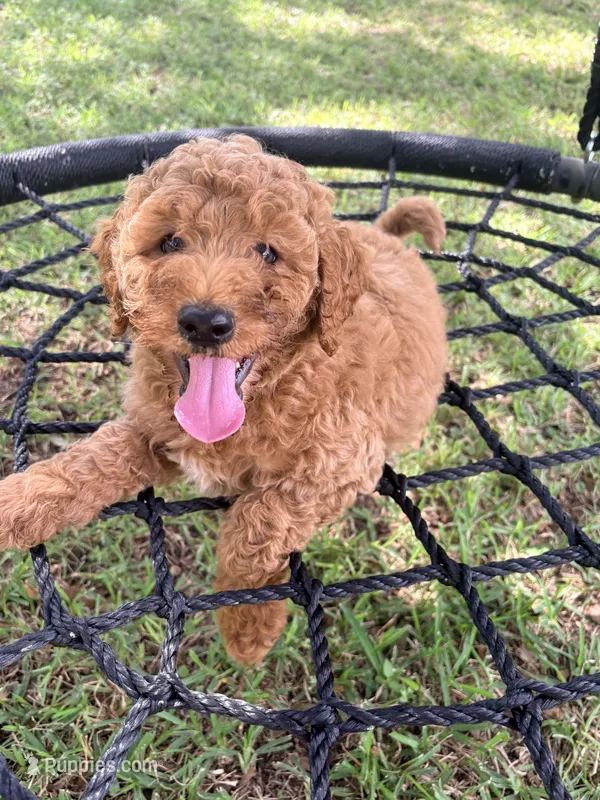 Millie – Goldendoodle puppy for sale in Gainesville, FL