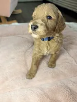Milo, a male Goldendoodle for sale in Gainesville, FL – 8 of 9