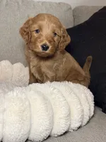 Teddy, a male Goldendoodle for sale in Gainesville, FL – 5 of 10