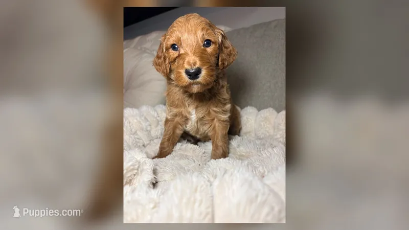 Winton – Goldendoodle puppy for sale in Gainesville, FL