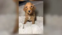 Winton, a male Goldendoodle for sale in Gainesville, FL – 1 of 9