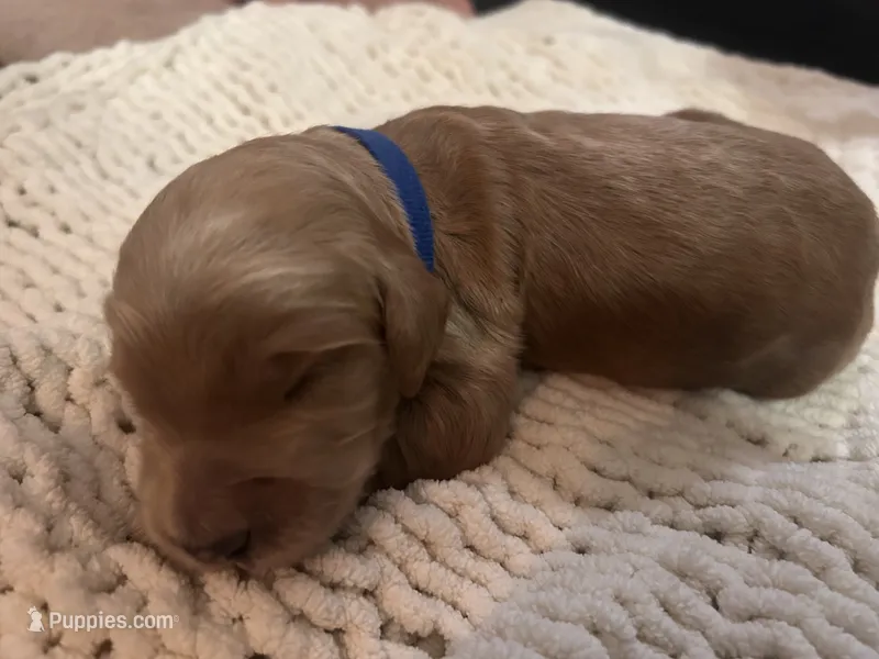 Dark blue – Goldendoodle puppy for sale in Trenton, FL
