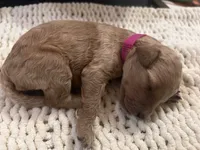 Penny, a female Goldendoodle for sale in Trenton, FL – 3 of 3