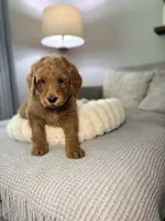 Honey, a female Goldendoodle for sale in Gainesville, FL – 4 of 8
