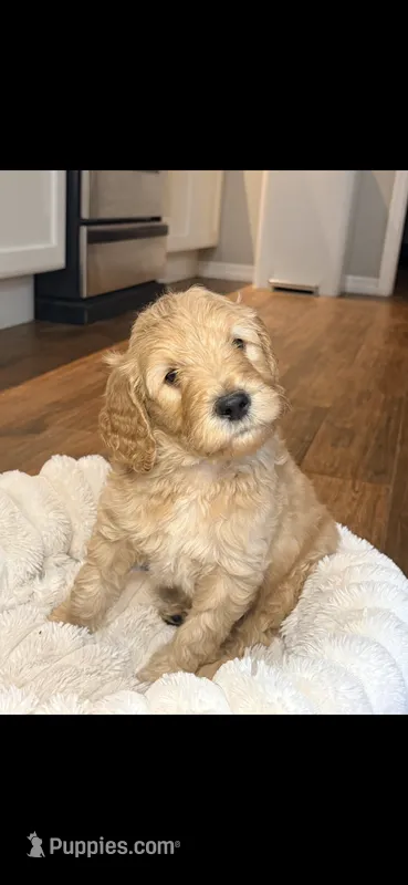 Ollie – Goldendoodle puppy for sale in Gainesville, FL