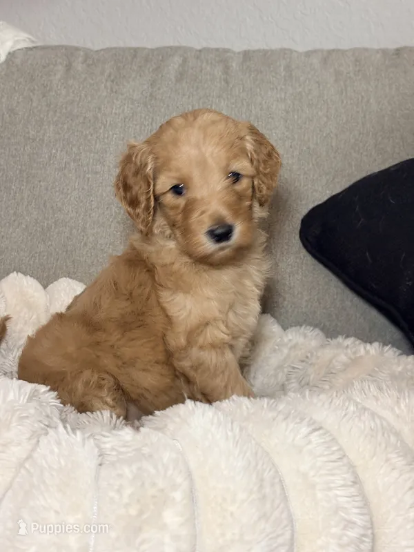 Chloe – Goldendoodle puppy for sale in Trenton, FL