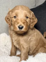 Teddy, a male Goldendoodle for sale in Gainesville, FL – 4 of 10