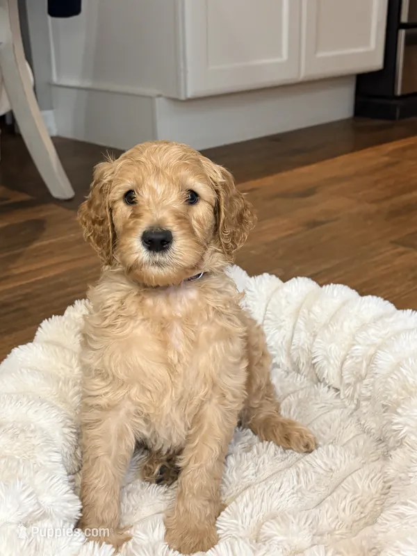 Chloe – Goldendoodle puppy for sale in Gainesville, FL