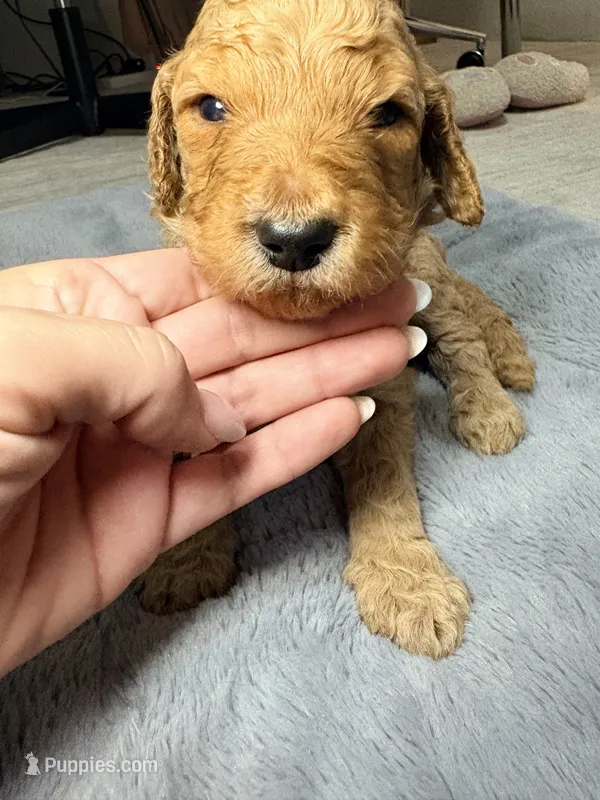 Moose – Goldendoodle puppy for sale in Trenton, FL