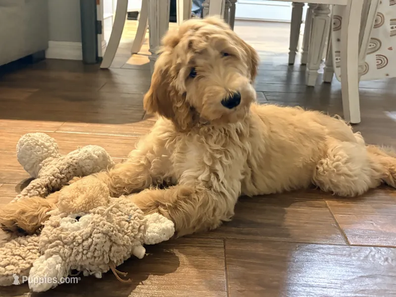 Murphy – Goldendoodle puppy for sale in Gainesville, FL